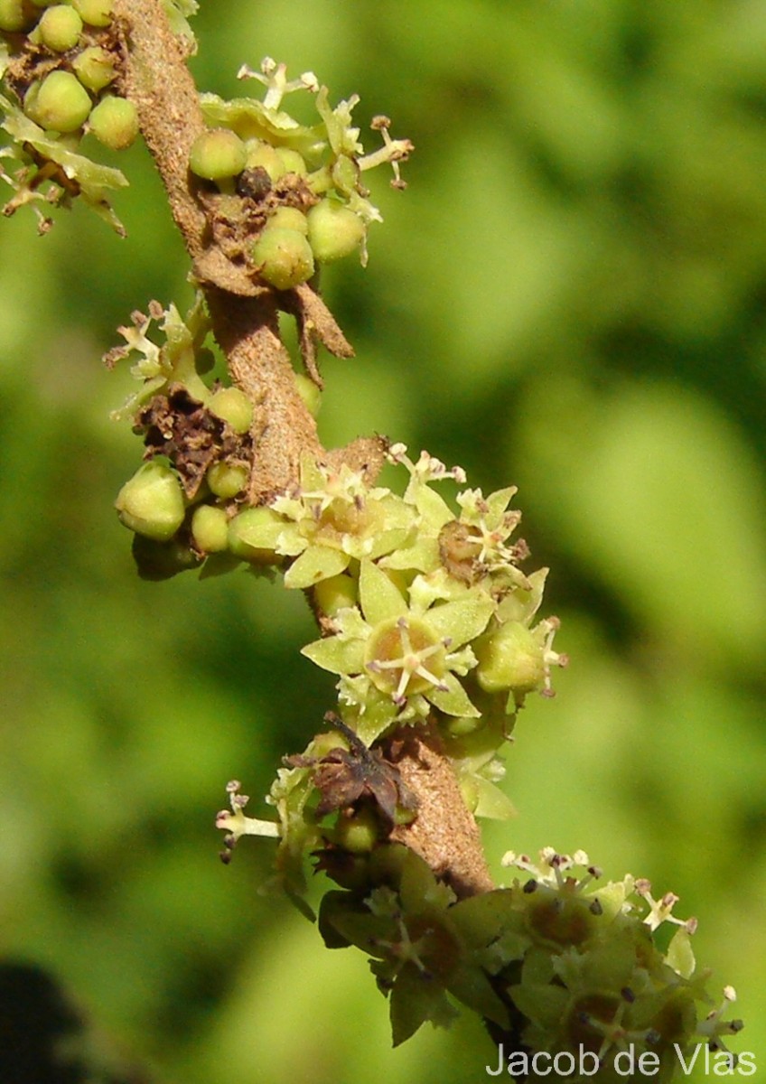 Bridelia retusa (L.) A.Juss.
